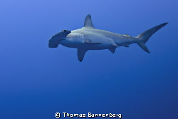 Hammerhead shark

NIKON D7000 in a Seacam "Prelude" uw ... by Thomas Bannenberg 